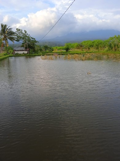 Batik Panjikhamim Pekalongan Kemeja Batik Pria Baju Formal Kerja Pesta New Modern Murah Adem