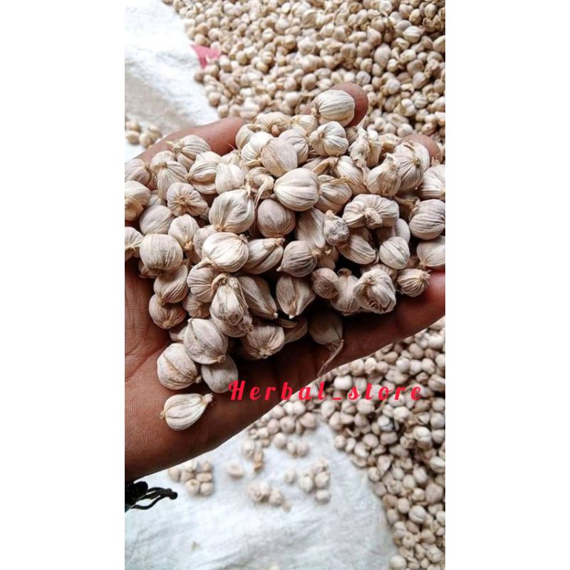 

kapolaga/ kapuloga / kapulaga kering bersih berkualitas 1 kg