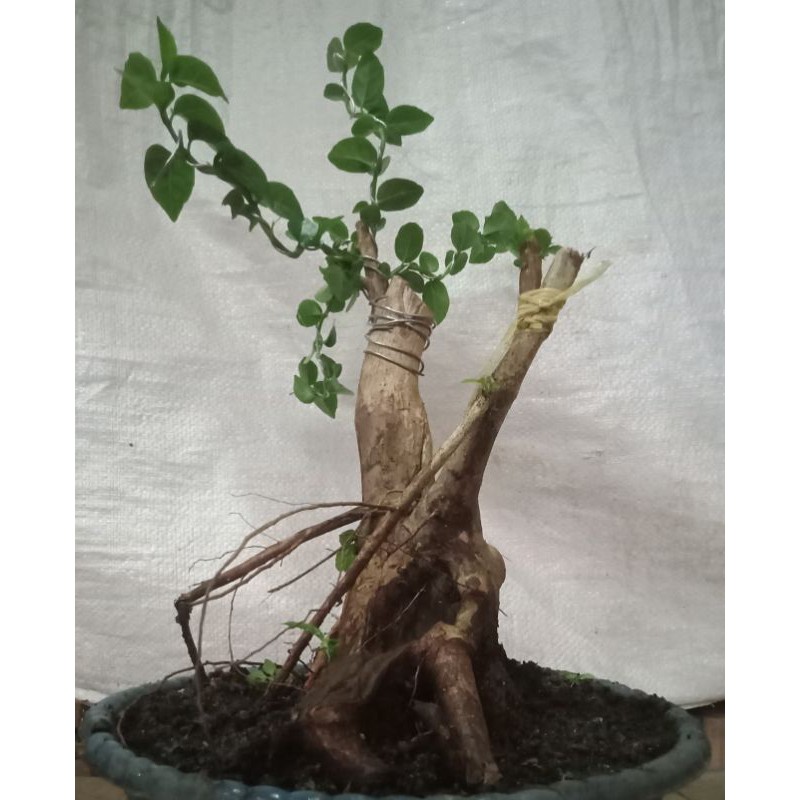 Bahan Bonsai Wahong Okulasi Sancang12