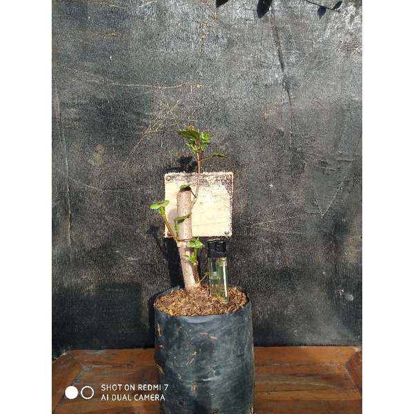 BIBIT/BAHAN BONSAI WARU TAIWAN SIAP PROKAR
