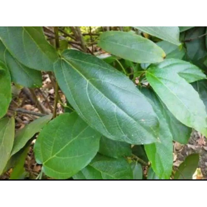 

Daun Cincau segar berat 300 grm