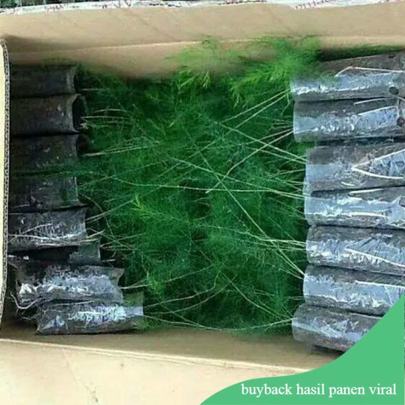 GRATIS 1 benih biji seeds super asparagus indonesia (beli 1 akar bongol atau 1 bibit pohon segar say