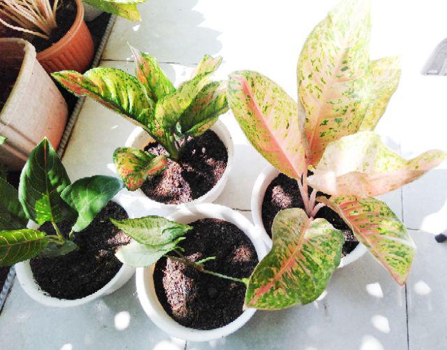 Aglonema Big Roy / Lulaiwan Ukuran Besar / Tananaman Hias Big Roy