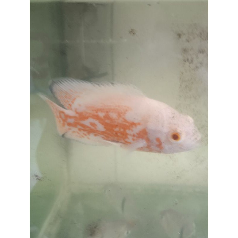 

ikan oscar albino import