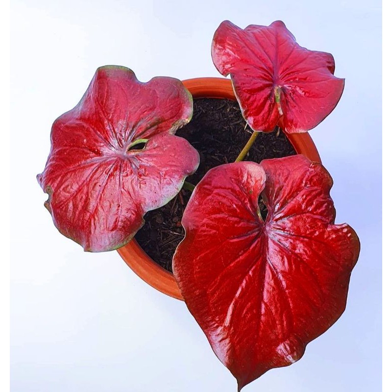bibit CALADIUM RED STARDUST , CALADIUM STARDUST , KELADI RED STARDUST , RED STARDUST
