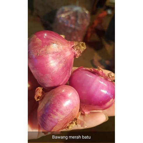 

bawang batu