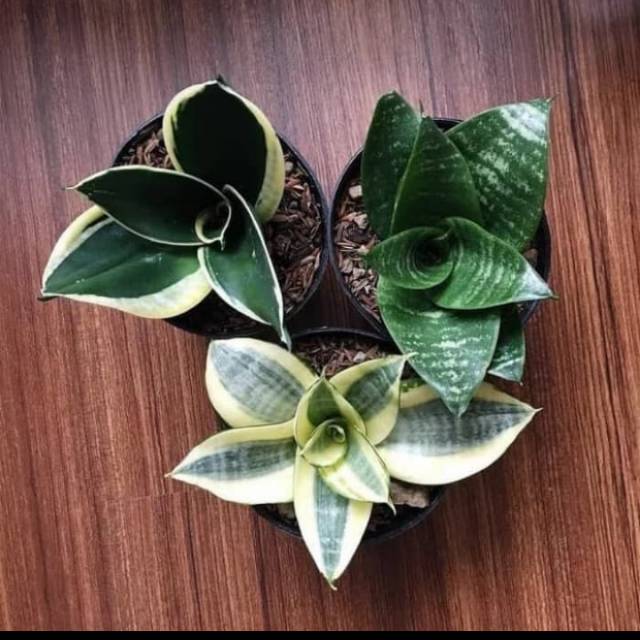 Paket tanaman sensevira mini - lidah mertua mini