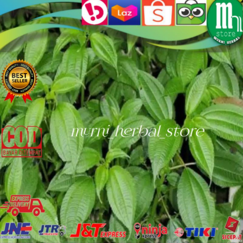 

200gram Daun Lalab Pohpohan Segar