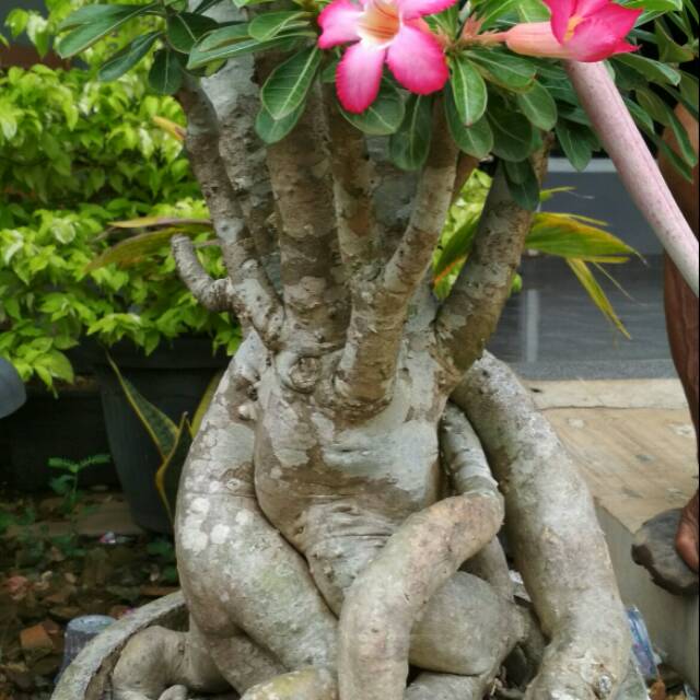 Tanaman bunga adenium bonggol besar ( bonsai adenium ) unik dan langka