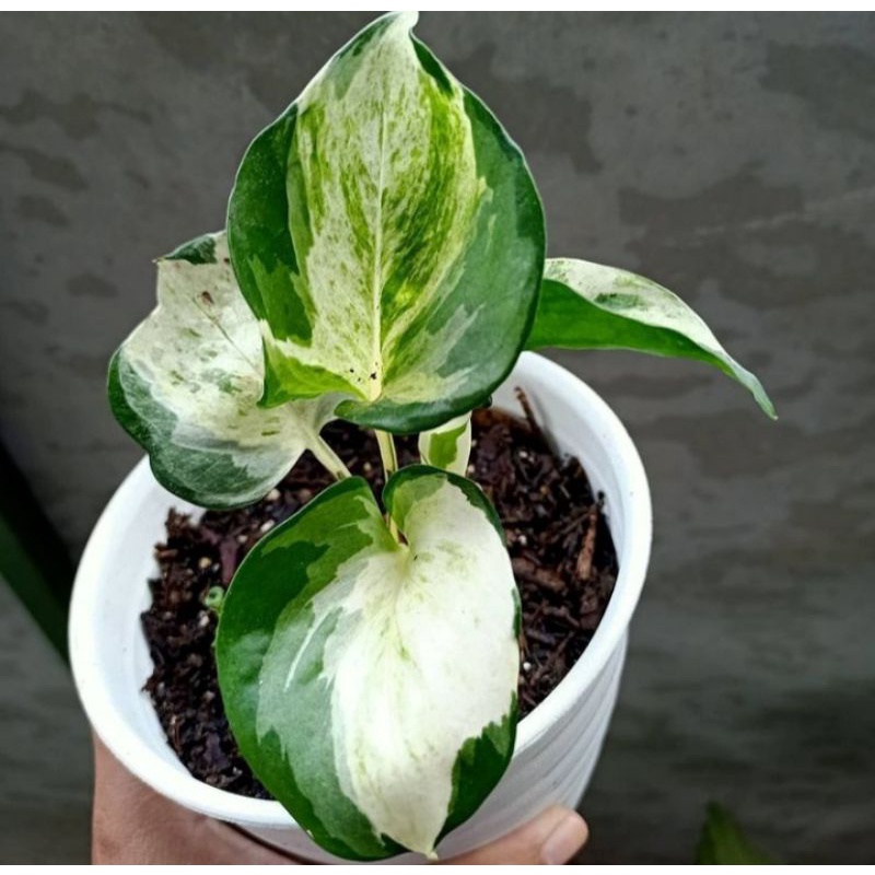 Tanaman Hias Sirih Manjula Jumbo