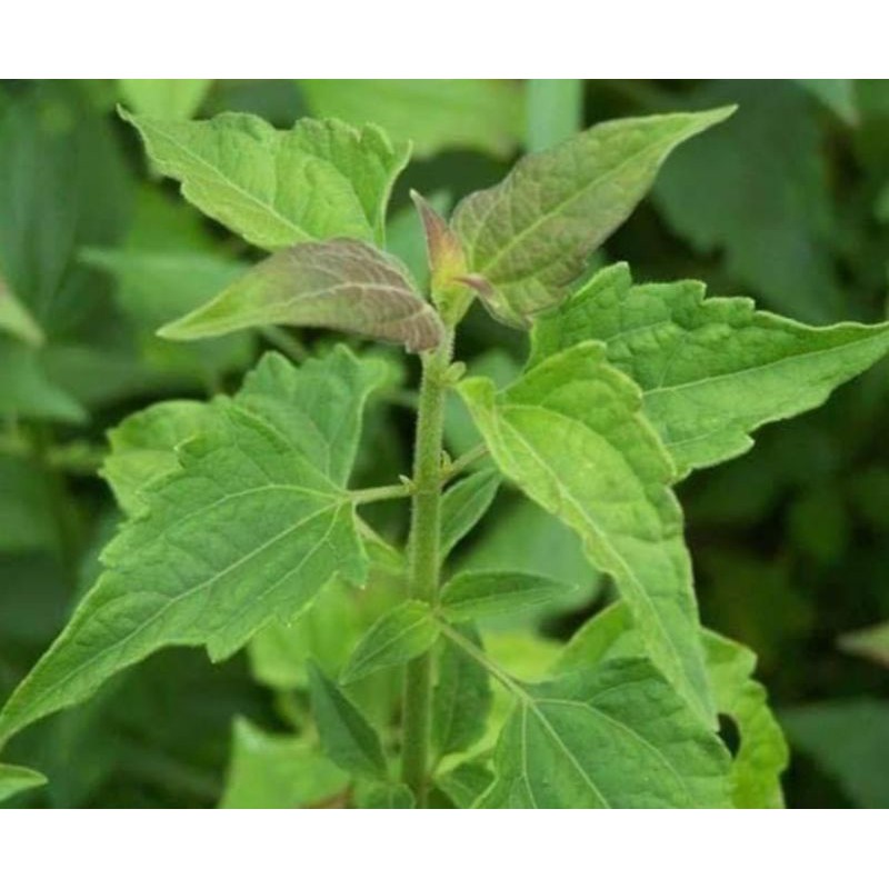 

Daun enye enye Daun balakacida segar