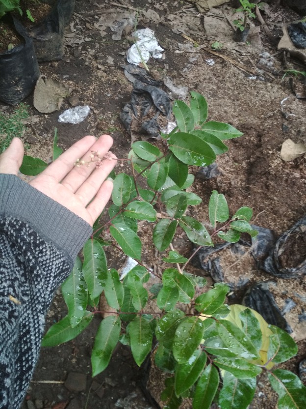 Klengneng Matalada Berbunga