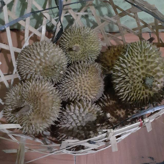 

Durian manis legit