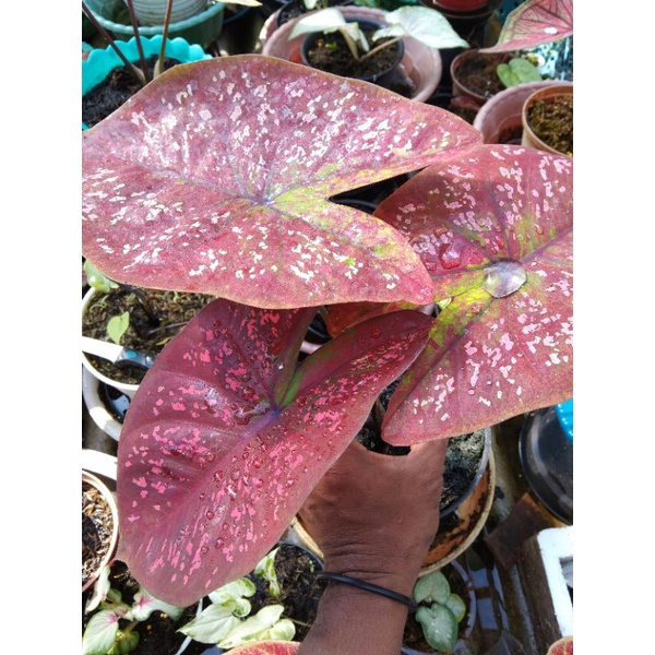 caladium deep of hearth (DOH termurah...)
