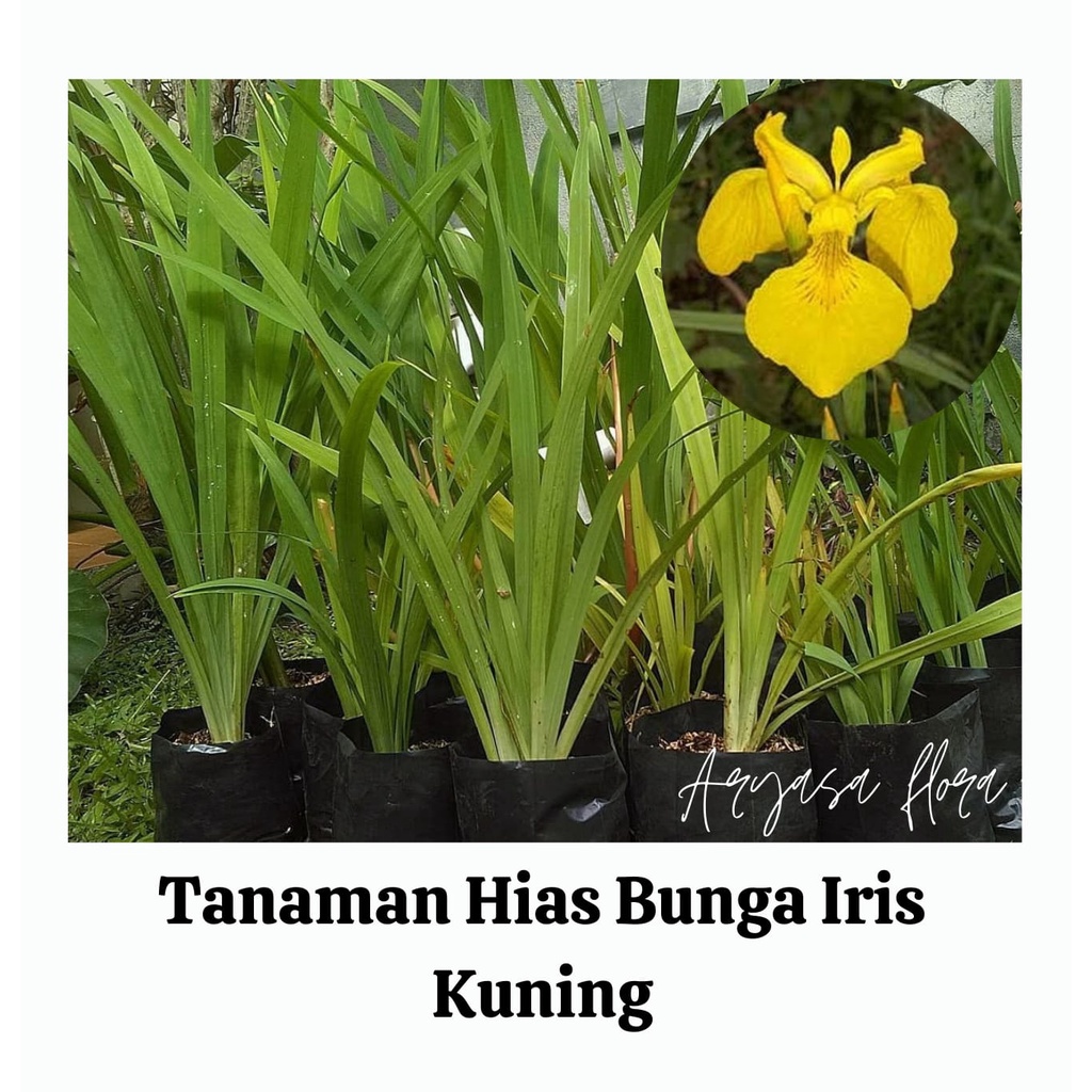 Tanaman Bunga Iris Kuning/Airish Kuning