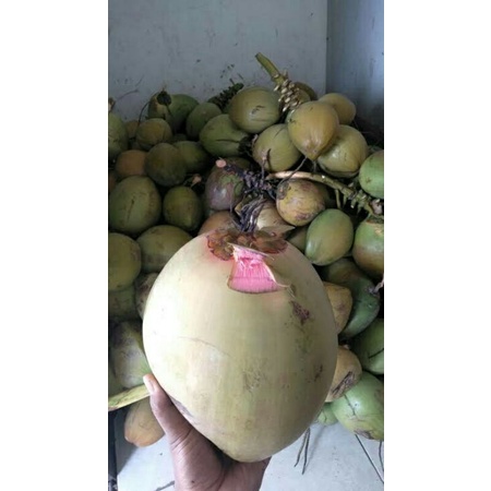 degan ijo obat (kelapa hijau untuk obat)