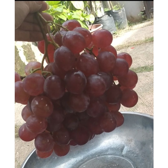 

anggur merah