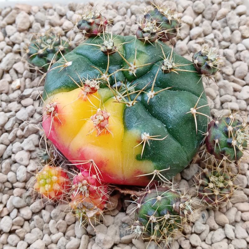 Kaktus Gymno Damsii Variegata | Gymnocalycium Damsii Varigata | Damsii Variegata | Gymno | Damsii