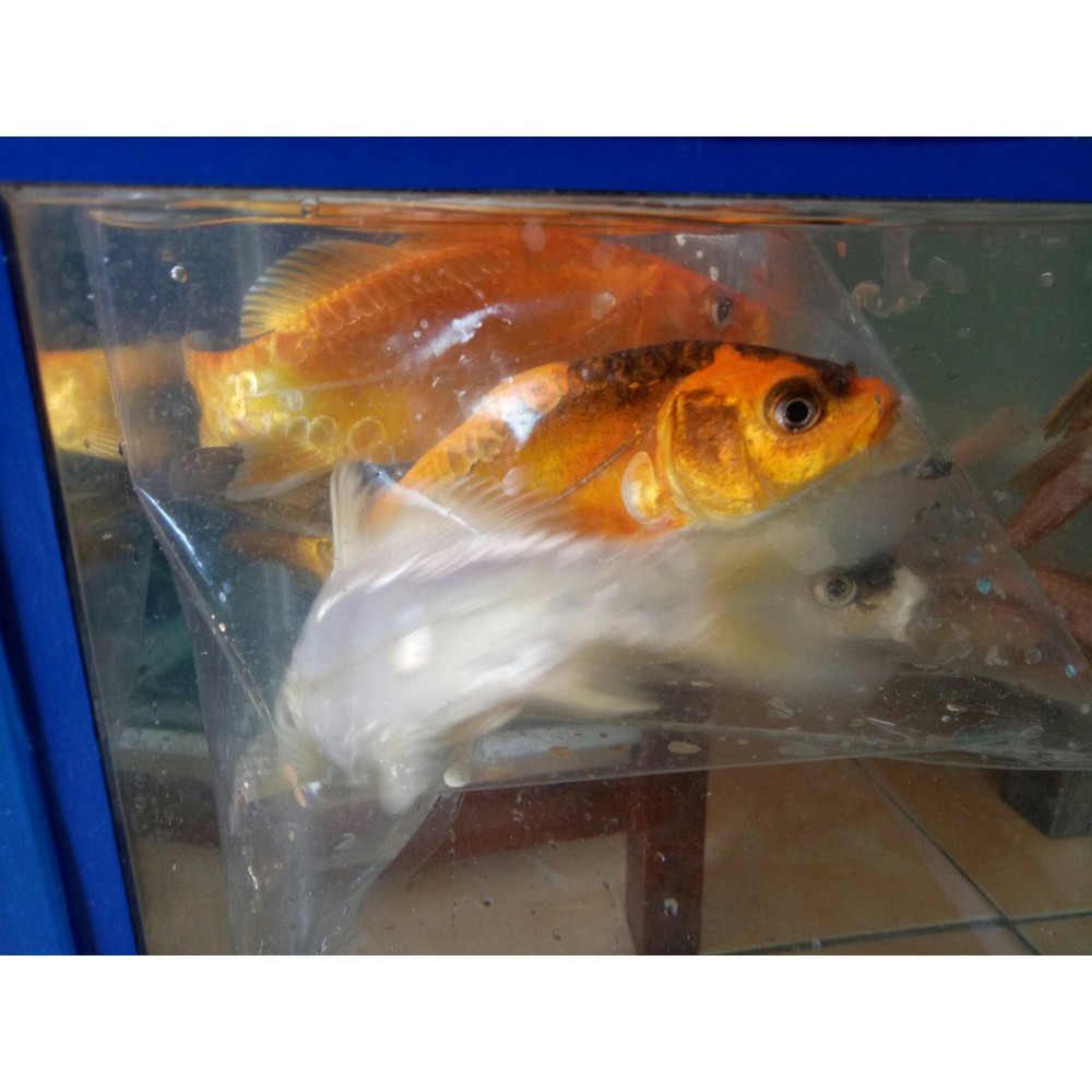 Laris Ikan Koi Slayer Terbatas Shopee Indonesia