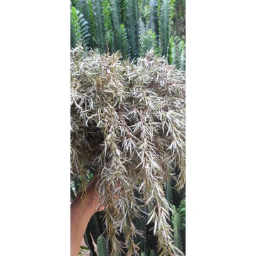 

Jual bunga serei merah Atou herbal bunga serei wangi serei hutan per 1 ikat isi 20 tangkai