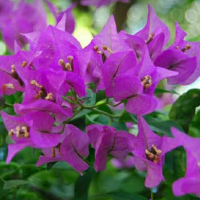 Tanaman Bougenville Ungu