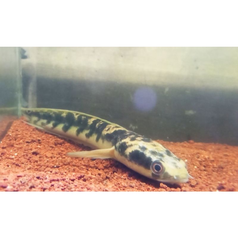 Maru Yellow Sentarum 20cm