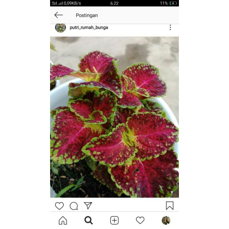 miana id jantung hati