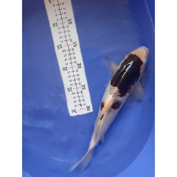 Ikan Koi Goromo Koromo, Asli Blitar, ikan bergaransi kirim, ukuran lumayan besar