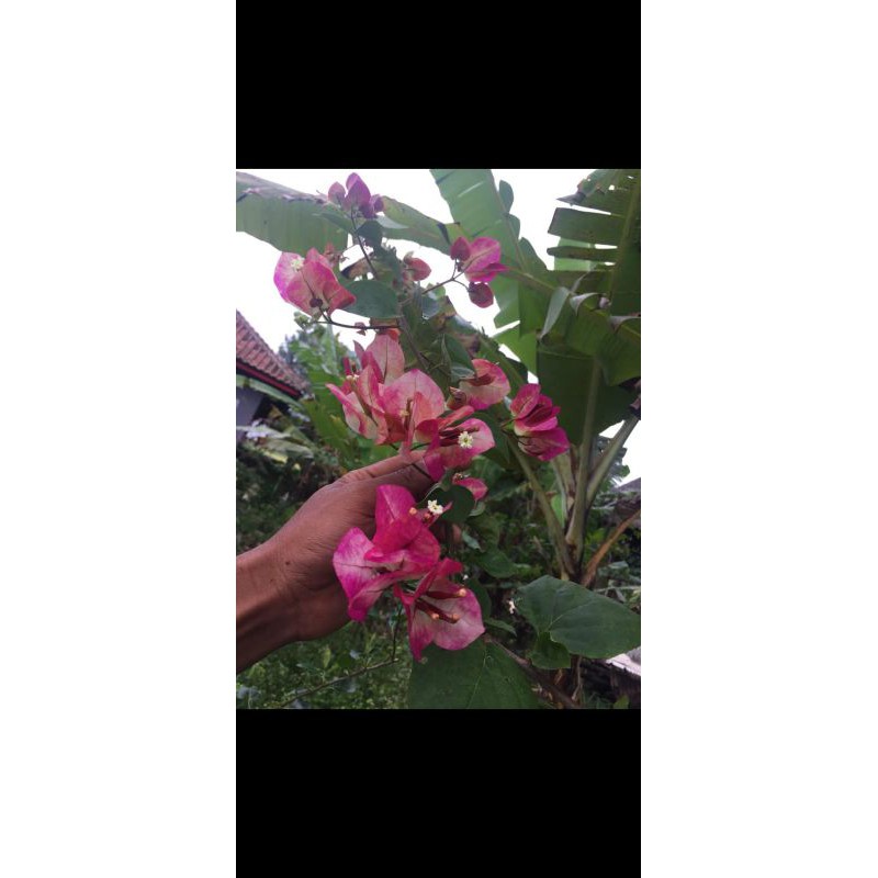 bougenville id citra india