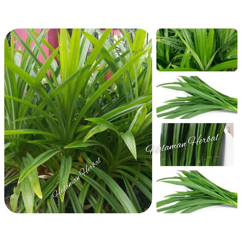 

Daun pandan 20 lembar segar