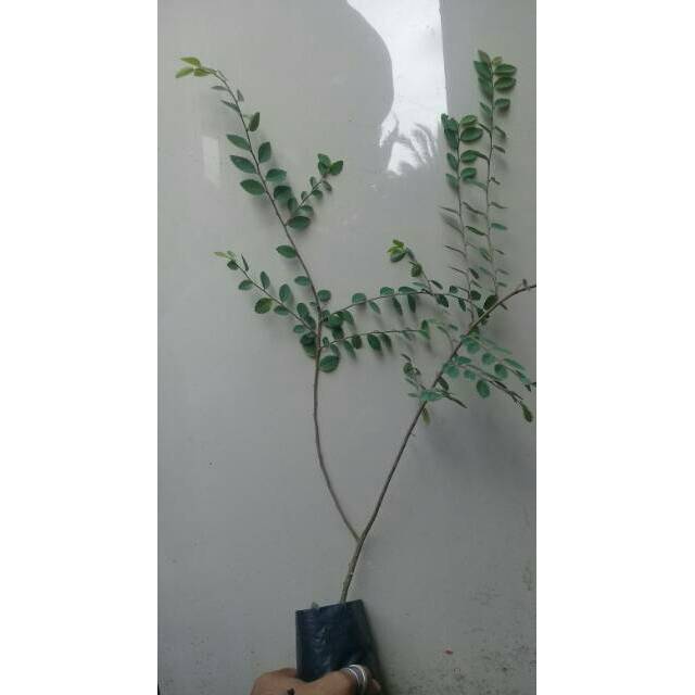 Bahan bonsai ulmus micro