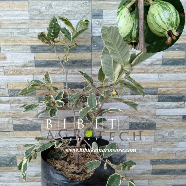 Bibit Tanaman Jambu Biji Variegata