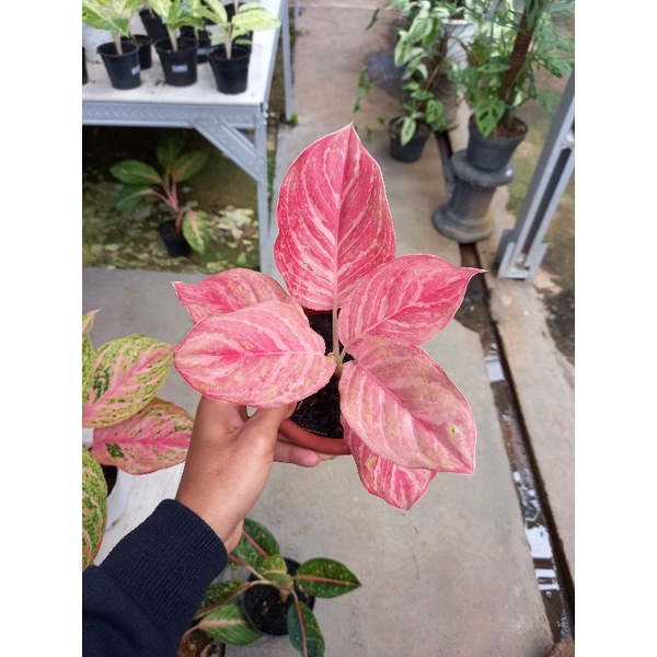 aglonema bidadari mutasi merah murah sesuai foto