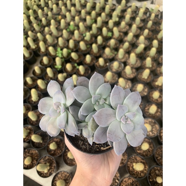 Echeveria Geby cluster | Echeveria murah