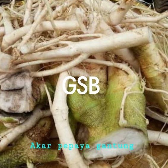 

Jual akar pepaya gantung khusus akar pepaya gantung segar 1 kg