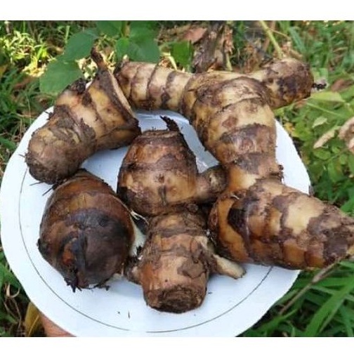 umbi ganyong mentah segar