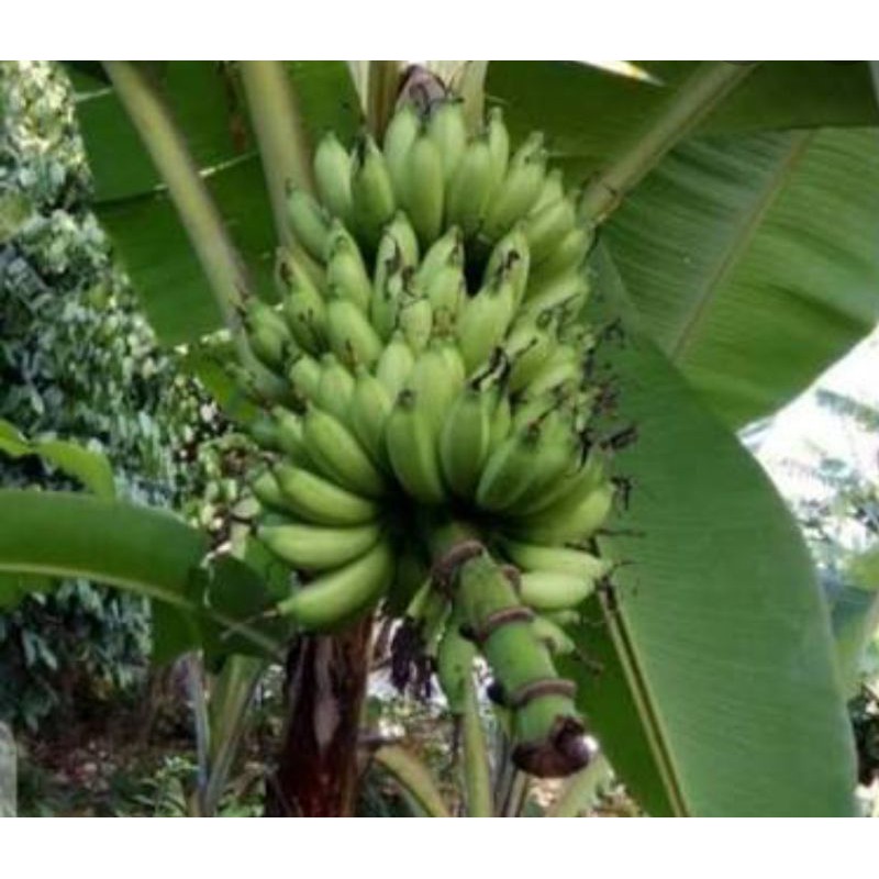Bibit Pohon Pisang Lampung