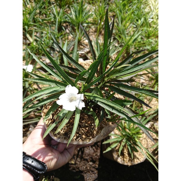 Tanaman Hias Ruellia Bunga Putih 'Ruellia Brittoniana Katie White' (Pusat Tanaman Hias Cihideung Ban