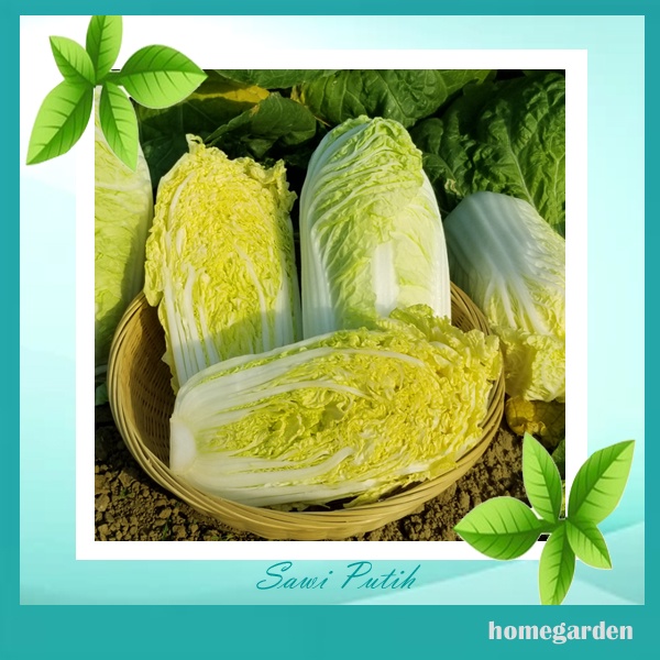 Bibit Sawi Kuning /Putih benih Tanaman Sayuran Benih Sawi putih Bibit Sayuran