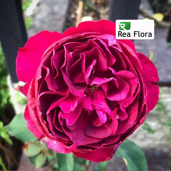 Tanaman Hias Bunga Mawar AUTUMN ROUGE - Mawar/Rose import merah tumpuk - mawar hidup