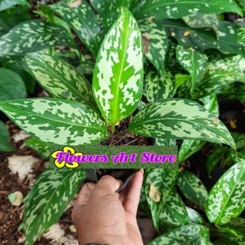 tanaman hias aglonema blanceng army pictum