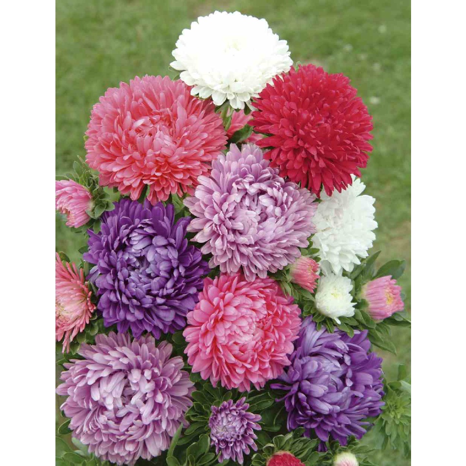 Benih Bibit Biji - Bunga Aster Dwarf Milady Mixed Flower Seeds - IMPORT