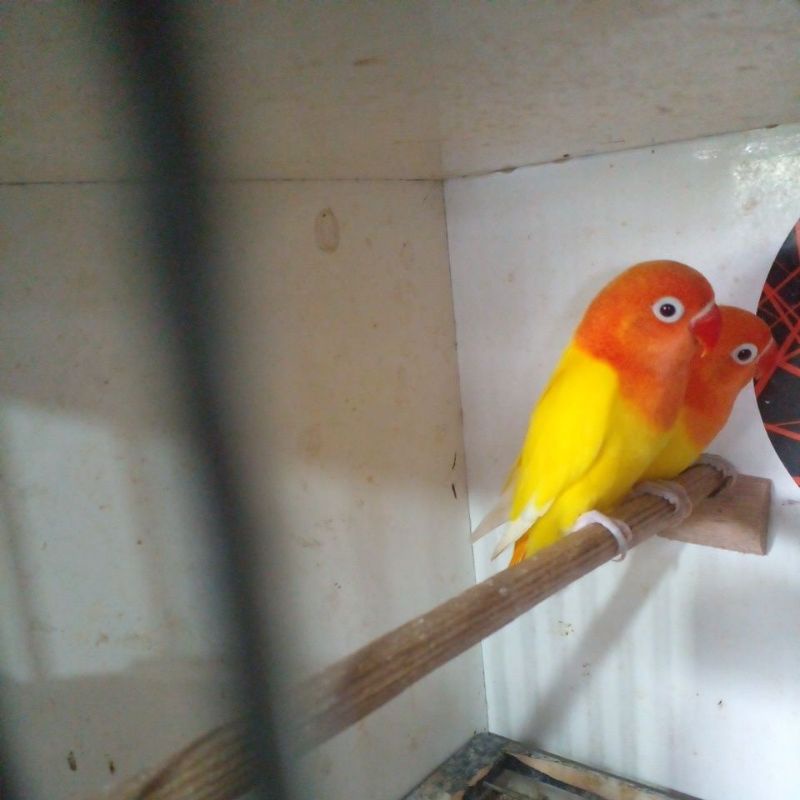 burung lovebird biola lutino mh sepasang