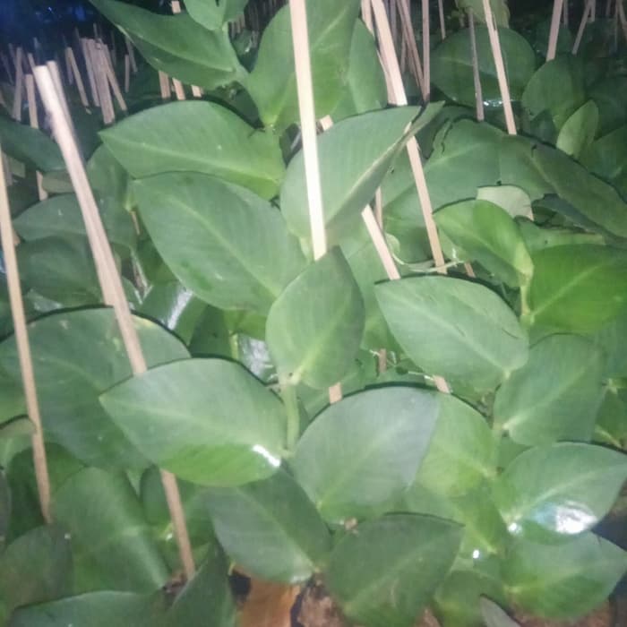 tanaman hias dolar - dolar besar