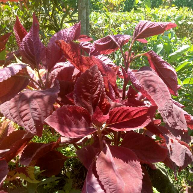 Coleus