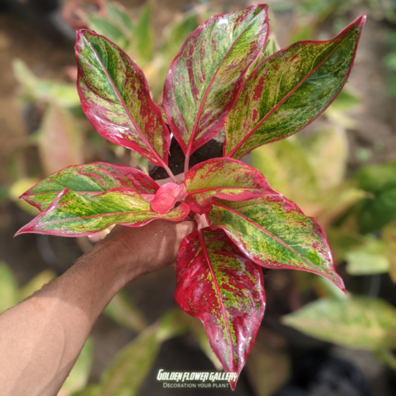 Aglonema Lipstik Siam Aurora Siam merah remaja murah / Bunga Aglonema / Tanaman Hidup Aglonema Lipst