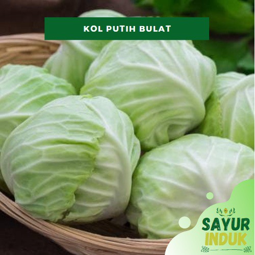 

Sayur Induk - Kol Putih 0.5 - 0.7 Kg PER PCS Fresh Grade A Kubis