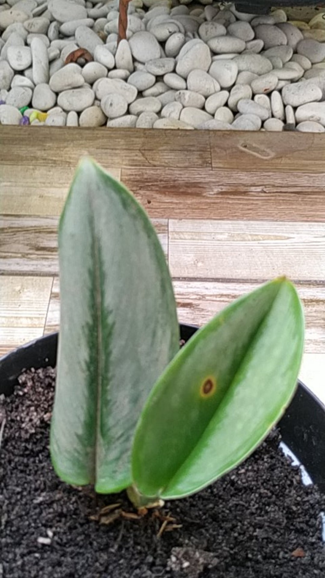 Tanaman Hias Srigading Susu