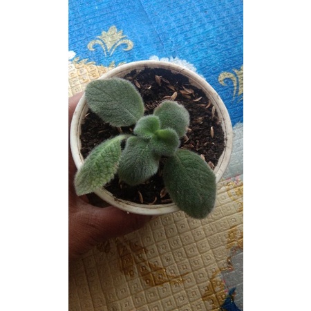 Tanaman Hias Episcia Import Blue Haven