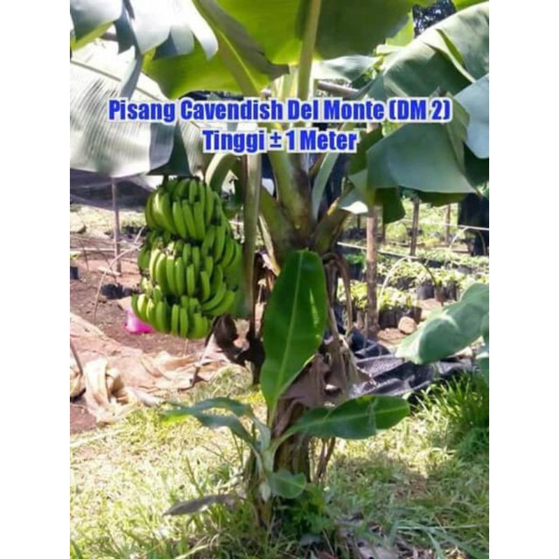 Bibit Pisang Cavendish Super Dwarf